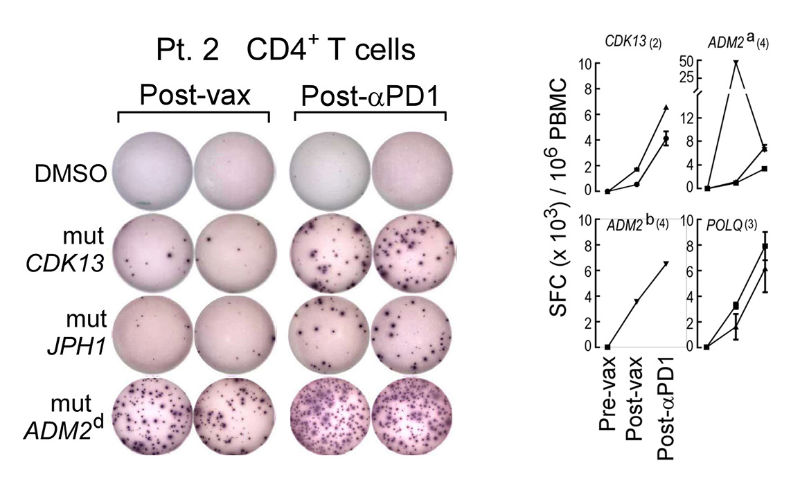IFN-γ ELISPOT results showing CD4+ T cells specific for mutated CDK13, JPH1, and ADM2d at week 16 after vaccination and after PD-1 blockade for patient 2