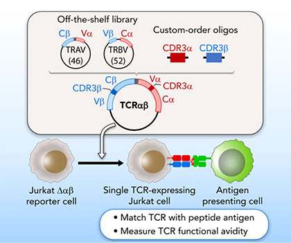 A streamlined approach for identifying and reconstructing TCRs