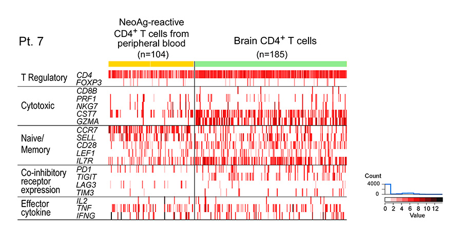 Diagram that shows Single cell transcriptome analysis of CD4+ tumor-associated T cells (n=185), freshly isolated at the time of relapse and neoantigen-reactive CD4+ cells isolated from post-vaccination (week 16) peripheral blood (n=104) in glioblastoma Patient 7