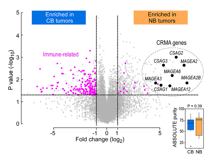 Diagram that shows a differential gene expression analysis comparing no benefit (NB; n = 22) and clinical benefit (CB; n = 13) groups identified 457 genes upregulated in NB samples